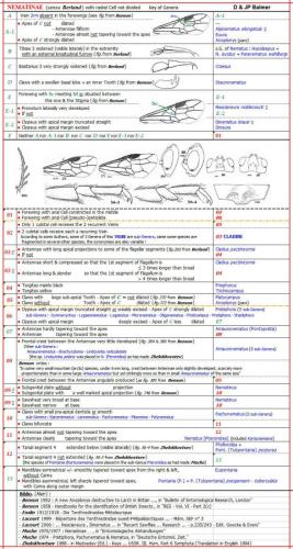 Réf. 311 992 : Nematinae divers